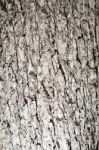 Tree Bark Texture Stock Photo