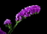 Violet Statice Flower Stock Photo