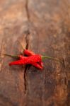 Dry Red Chili Peppers Stock Photo