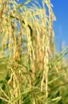 Paddy Rice Stock Photo