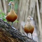 Lesser Whistling-duck Stock Photo