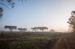 Foggy Countryside Stock Photo