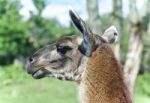 Isolated Photo Of A Llama Looking Aside In A Field Stock Photo