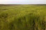 Mediterranean Native Vegetation Stock Photo