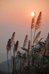 Grass Flower In The Moring Stock Photo