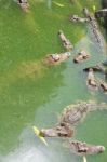 Crocodile Breeding Farm In Siem Reap, Cambodia Stock Photo