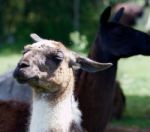 The Portrait Of The Funny Lama Stock Photo