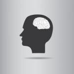 Brain In Head  Illustration  Stock Photo