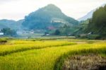 Close Up Rice Fields On Terraced Of Yellow Green Rice Field Landscape Stock Photo