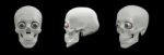 3d Render Illustration Of The Human Skull Stock Photo