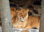 Zoo Animals In Cages And Aviaries Stock Photo