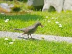 Mavis Bird Eating Earthworm Stock Photo