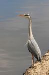 Blue Heron Stock Photo