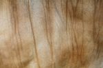 Cow Skin Textured Stock Photo