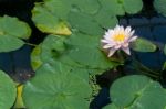 Lotus Flower (nelumbo Nucifera) Stock Photo