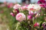 Pink Buttercup Stock Photo