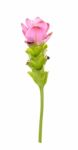 Siam Tulip Flower Isolated On White Background Stock Photo