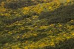 Yellow Ulex Densus Shrubs Stock Photo