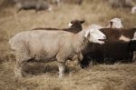 Sheep On The Farm Stock Photo