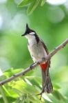 Red Whiskered Bulbul Stock Photo