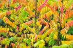 Velvet Tree In Autumn Colors Stock Photo