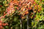 Maple Tree Garden In Autumn Stock Photo