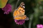 Close-up Of A Painted Lady (vanessa Cardui) Butterfly Stock Photo