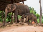 A Mother Elephant With Her Baby At Elephant Village, Thailand Stock Photo