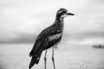 Bush Stone-curlew Resting On The Beach Stock Photo