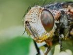 Fly Hoverflies Iin The Garden Closeup Stock Photo