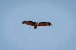 Brahminy Kite, Haliastur Indus Stock Photo