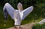 Great White Pelican (pelecanus Onocrotalus) Stock Photo