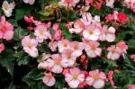 A Mass Of Pink Begonia Flowers At Butchart Gardens Stock Photo