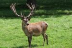 Red Deer (cervus Elaphus) Stock Photo