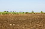 Sugar Cane Field Stock Photo