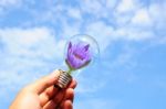 Bulb With Purple Lotus In Hand Stock Photo