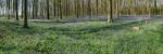 Bluebells In Wepham Wood Stock Photo