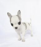 Puppy Chihuahua Stock Photo