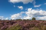 Field Of Heather Near Scarborough Stock Photo