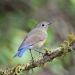 Female Himalayan Bluetail Stock Photo