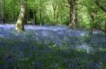 Bluebells In Staffhurst Woods Near Oxted Surrey Stock Photo