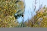 Western Wood-pewee (contopus Sordidulus) Stock Photo