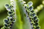 Bryophyllum Stock Photo