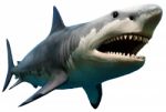 Megalodon Stock Photo