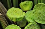 Lotus Seeds Stock Photo