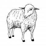 Illustration Of Sheep -  Illustration Stock Photo