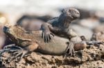 Marine Iguana On Galapagos Islands Stock Photo