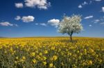 Oilseed Rape Field Stock Photo