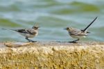 Two Swallows Are Negotiating Stock Photo