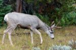 Mule Deer (odocoileus Hemionus) Stock Photo